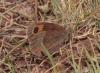 Erebia neoridas